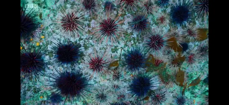 Red sea urchin (Mesocentrotus franciscanus) as shown in Blue Planet II - One Ocean